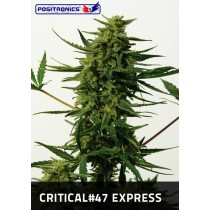 Critical #47 Express Femeninas Positronics