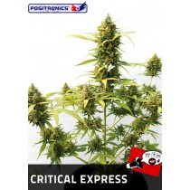 Semillas Critical Express Autofloración Positronics