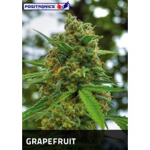 Grapefruit Femeninas - Positronics