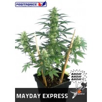 May Day Express Autofloración - Positronics