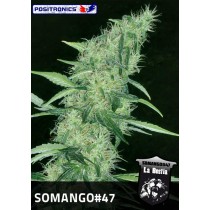 Somango #47 Femenina - Positronics