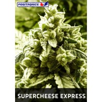 Supercheese Express Autoflorecientes Positronics
