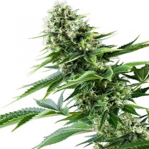 Power Flower – Royal Queen