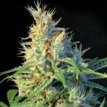 Psicodelicia Sweet Seeds