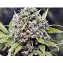 Pure AK – Female Seeds 