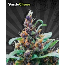 Purple Cheese – Auto Seeds