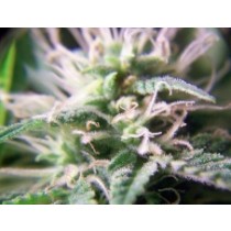 Purple Maroc – Female Seeds