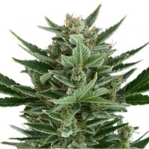 Quick One Auto – Royal Queen