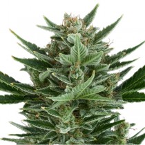 Quick One Auto – Royal Queen