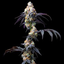 RS11 X BANANA OG - Barney´s Farm - 50% Híbrida