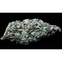 Lambo Regular – T.H. Seeds 