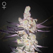 Razuberi - Green House Seeds