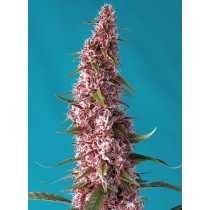 Red Pure Auto CBD - Sweet Seeds 