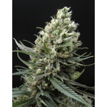 Ripper Haze – Ripper Seeds