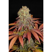 Rock Bud – Soma Seeds