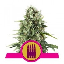 semillas royal ak de royal queen seeds