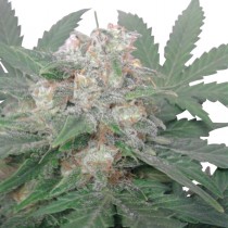 Royal Bluematic Auto – Royal Queen