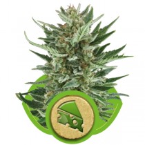 Royal Cheese Auto – Royal Queen