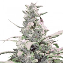 Royal Creamatic Auto – Royal Queen