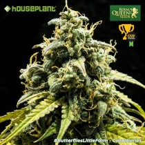 Royal Haze Automatic – Royal Queen Seeds