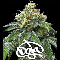 RS11 X BANANA OG - Barney´s Farm - 50% Híbrida