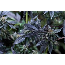 Estefan - Purple City Genetics - 10 Semillas Feminizadas