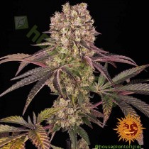 Runtz Muffin - Barney´s Farm