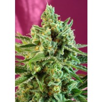 S.A.D. Sweet Afgani Delicious CBD Sweet Seeds