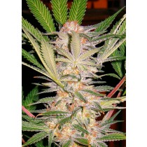 S.A.D. Sweet Afgani Delicious F1 Fast Version Sweet Seeds