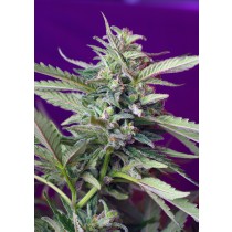 S.A.D. Sweet Afgani Delicious Auto Sweet Seeds