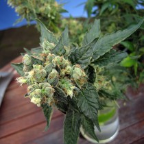 Sage n' Sour – T.H. Seeds