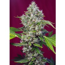 San Fernando Lemon Kush Sweet Seeds