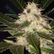 Widow – CBD Seeds