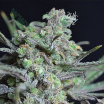 Critical – CBD Seeds