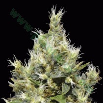 Northern – CBD Seeds