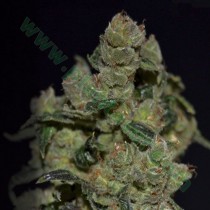 Diesel – CBD Seeds