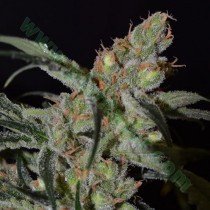 Shark – CBD Seeds