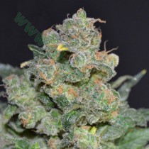 Cheese – CBD Seeds