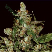 Auto Widow – CBD Seeds