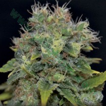 Auto Yumbolt – CBD Seeds