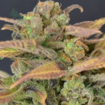 Auto Critical – CBD Seeds