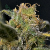 Auto Northern – CBD Seeds