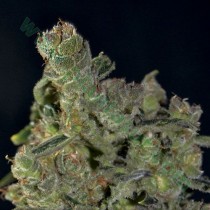 Auto Diesel – CBD Seeds