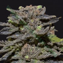 Magma – CBD Seeds