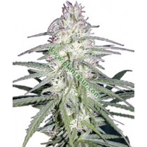 Destroyer – Cannabiogen