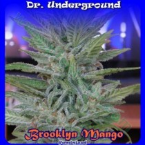 Brooklyn Mango Dr. Underground