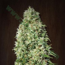 ORIENT EXPRES REG. - ACE SEEDS