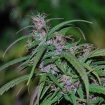 Purple Haze Regular – Ace Seeds