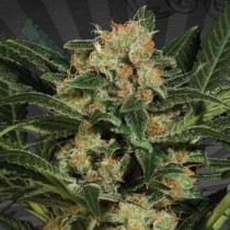 Candy Kush – Auto Seeds