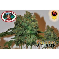 Semilla Marihuana. Chiesel Auto – Big Buddha